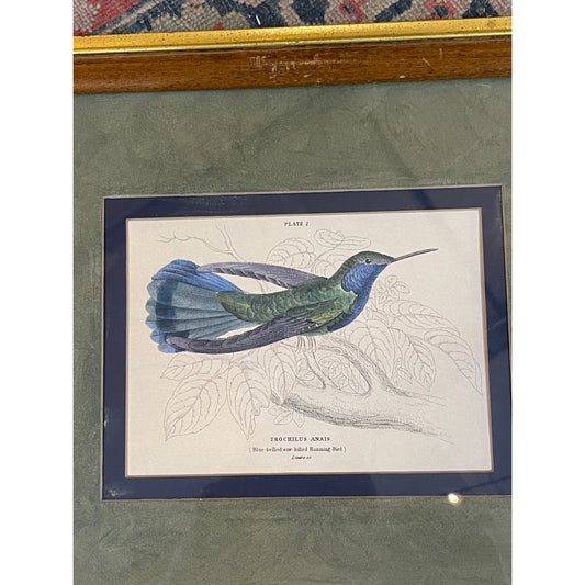 Antique 1800's The Naturalist's LIbrary Hummingbird Hand-Colored Engraving Framed
