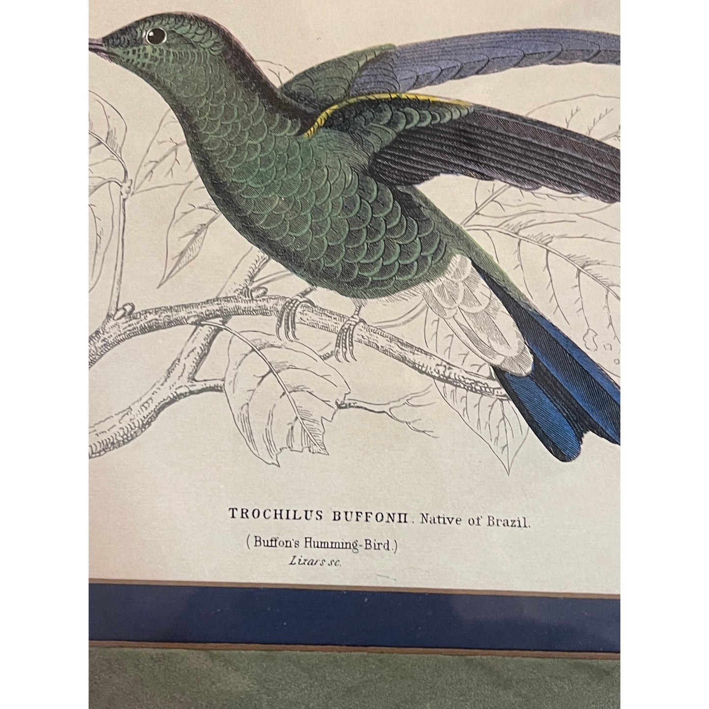 Antique 1800's The Naturalist's LIbrary Hummingbird Hand-Colored Engraving Framed