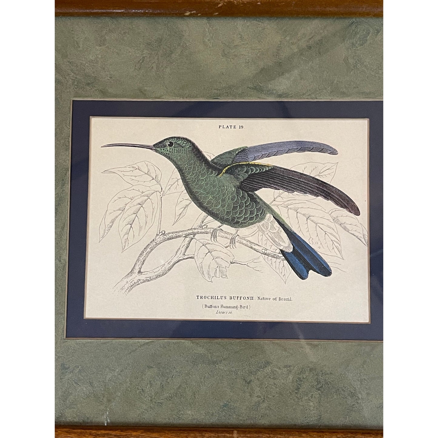Antique 1800's The Naturalist's LIbrary Hummingbird Hand-Colored Engraving Framed