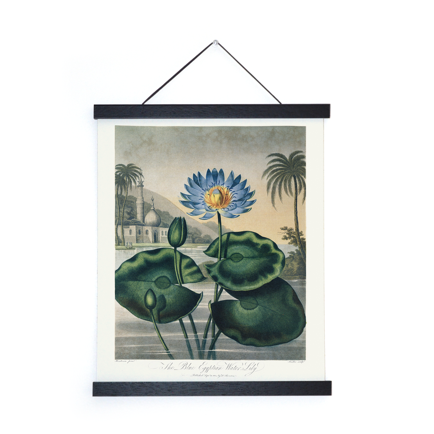 Vtg Botanical Egyptian Water-Lily Print