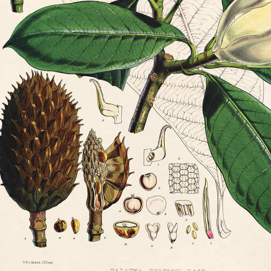 Vintage Botanical Magnolia Flower Print w/ optional frame: 11x14 / Print Only