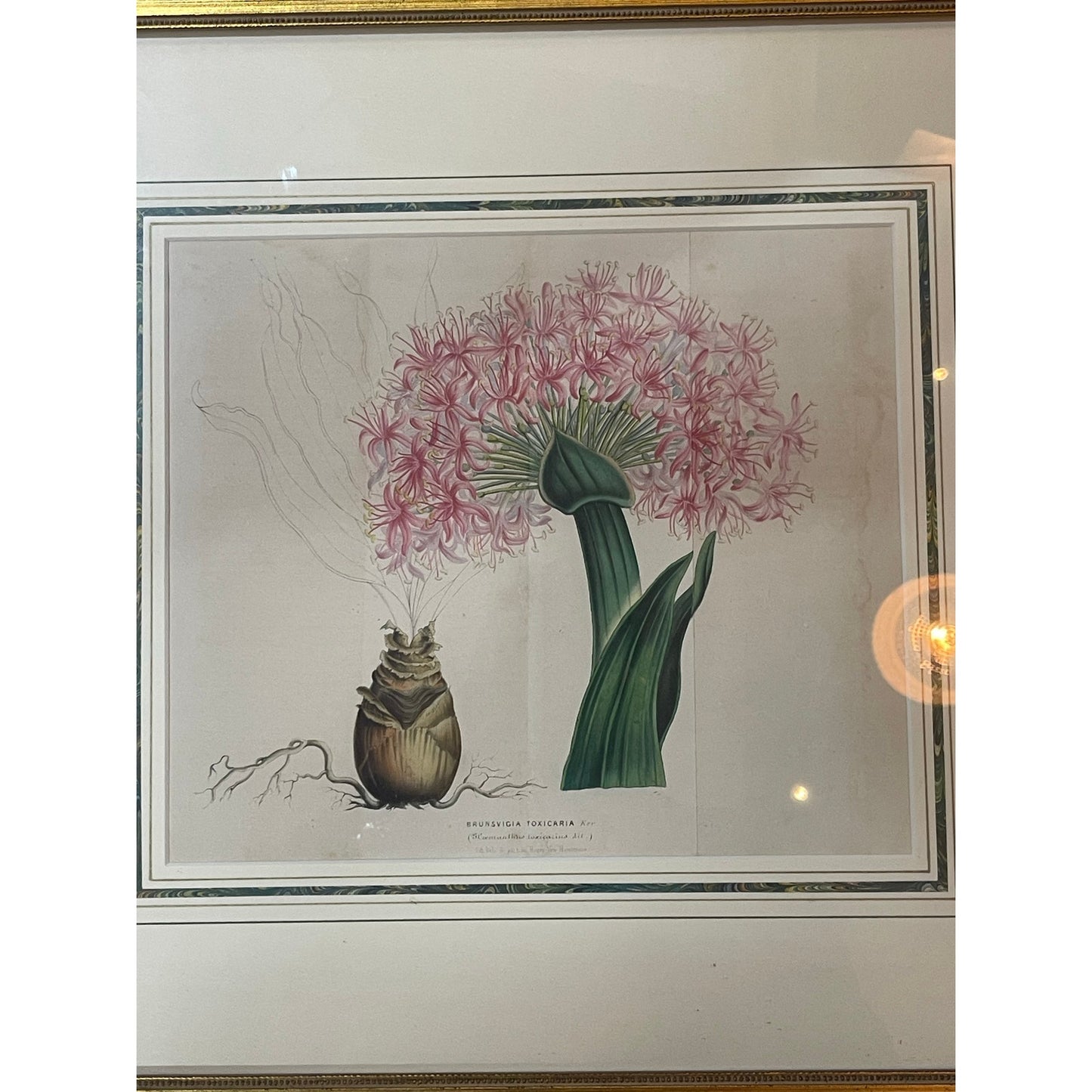 Antique John Edwards Original hand colored Lithograph flower botanical art