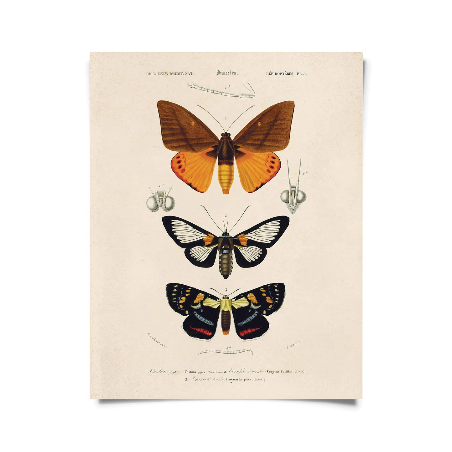 Vintage d'Orbigny Moth Insect Print