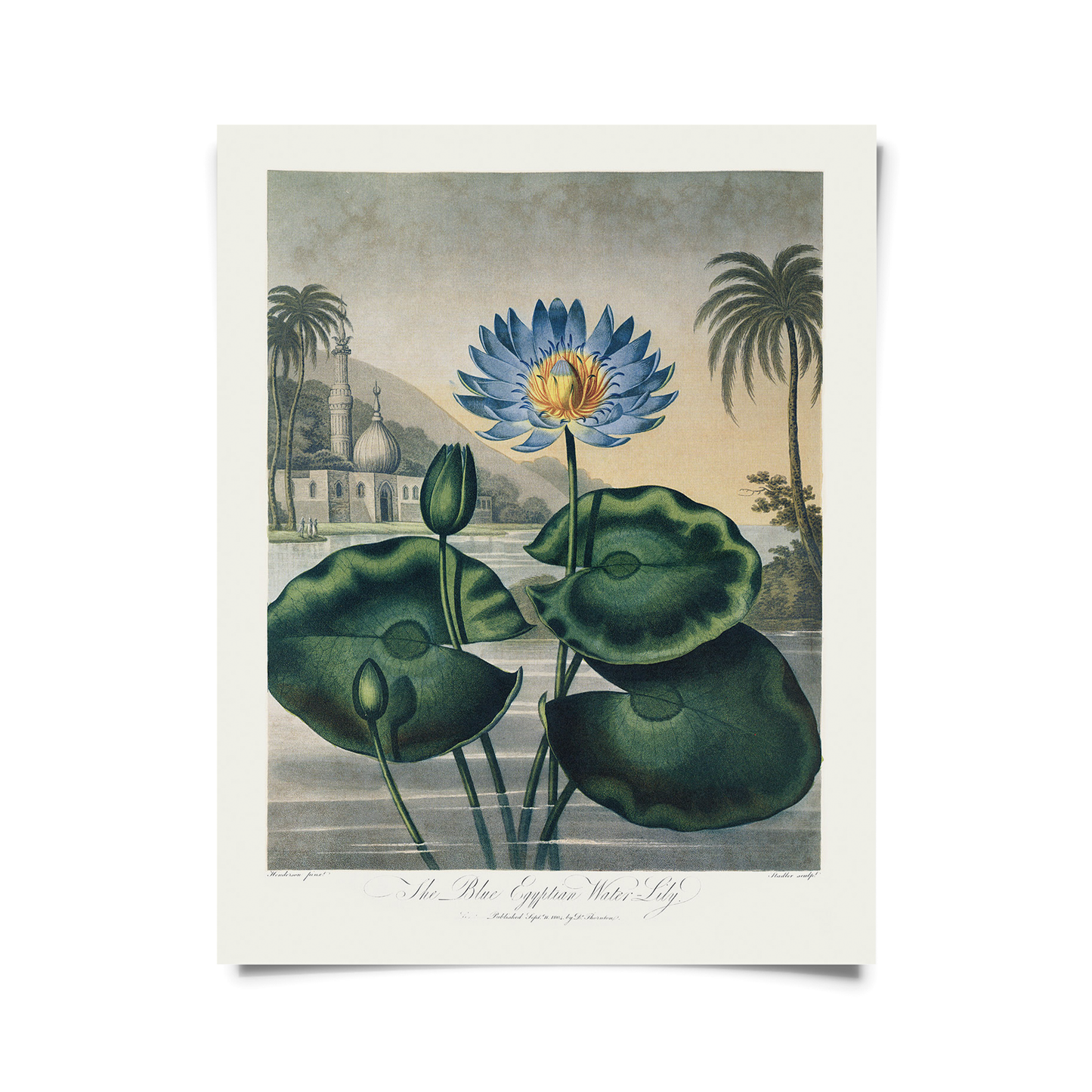 Vtg Botanical Egyptian Water-Lily Print