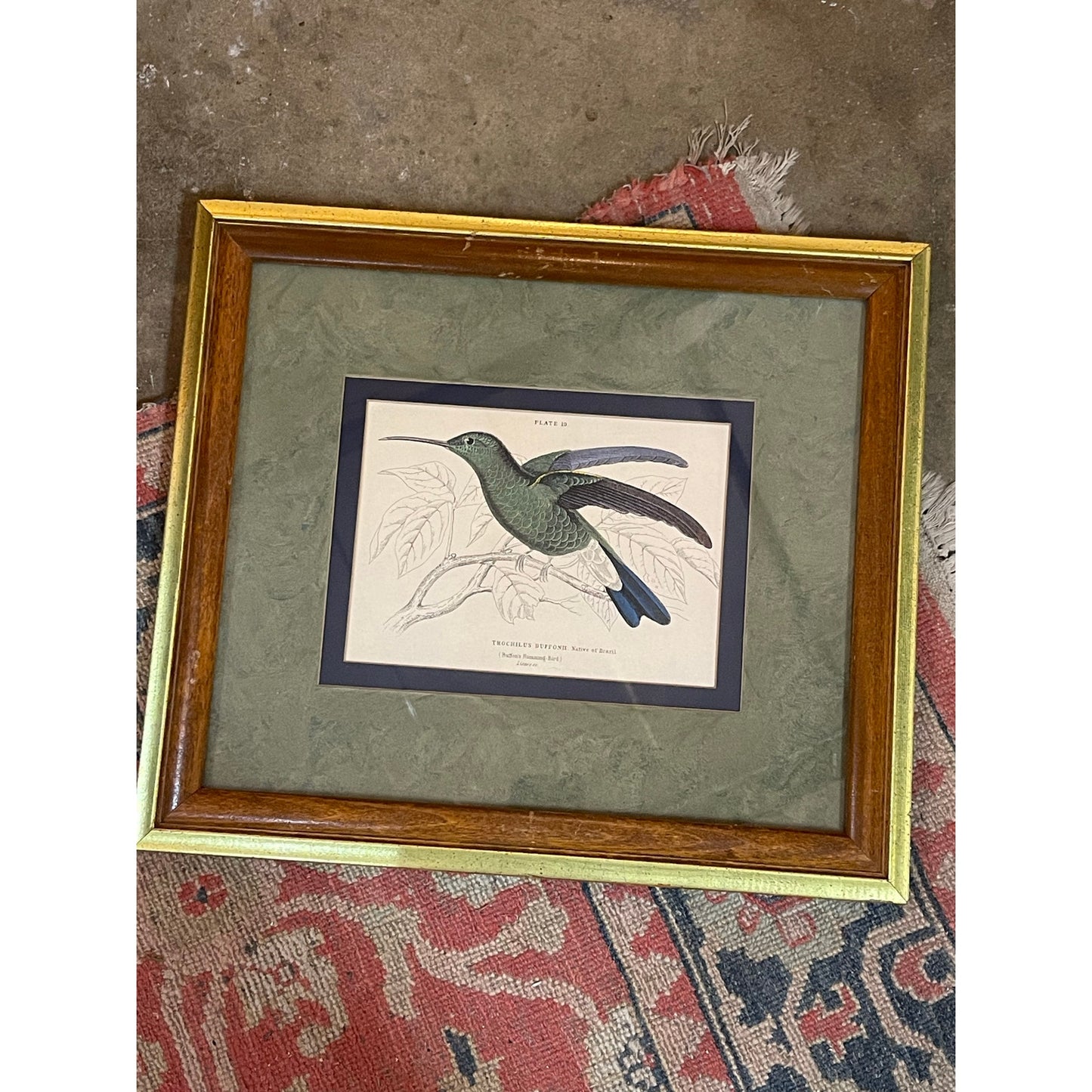 Antique 1800's The Naturalist's LIbrary Hummingbird Hand-Colored Engraving Framed