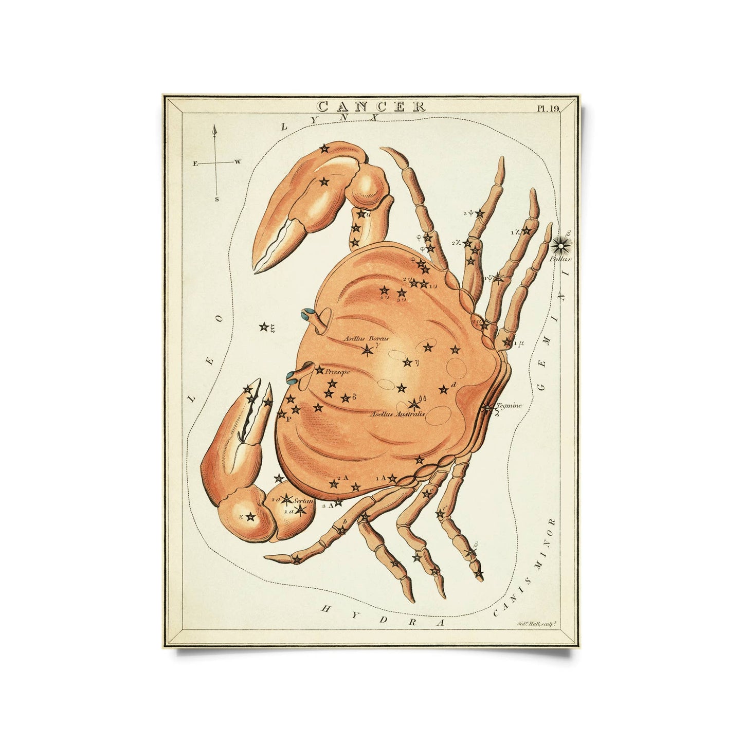 Vtg Zodiac Sign Astrology Print