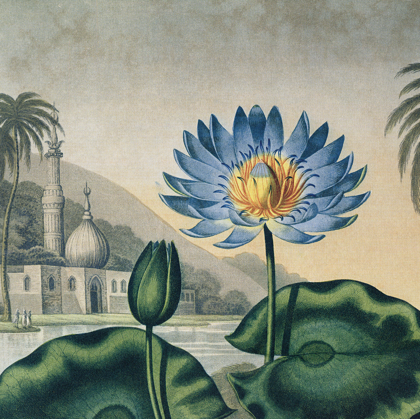 Vtg Botanical Egyptian Water-Lily Print