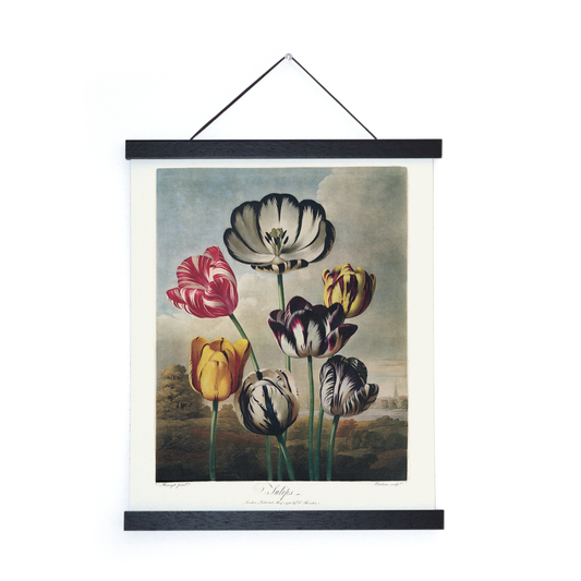 Vtg Botanical Tulips Flower Print