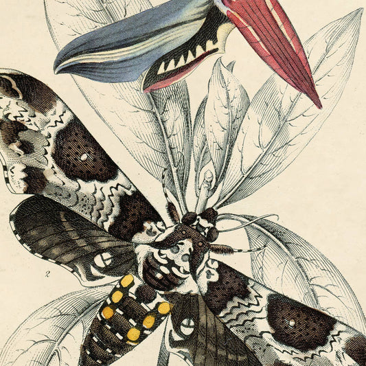 Vintage Insect Sphinx Moth Print