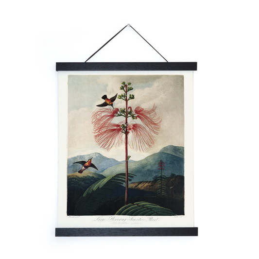 Vtg Botanical Flower & Hummingbird Print