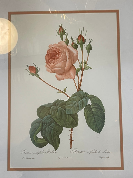 Vintage Rosa Centifolia Bullata Rose Botanical Framed Illustration