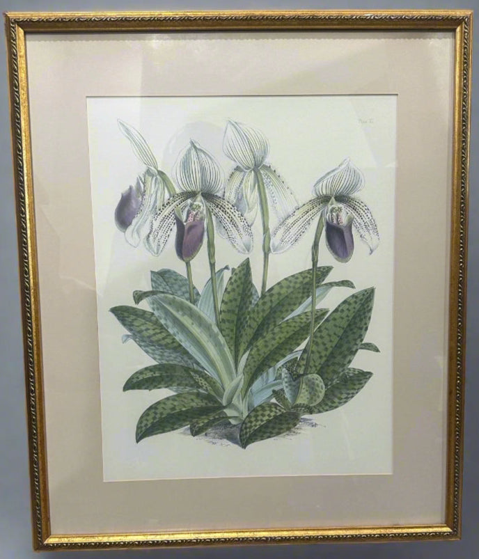Vintage Botanical Print Orchid Cypripedium Superbiens