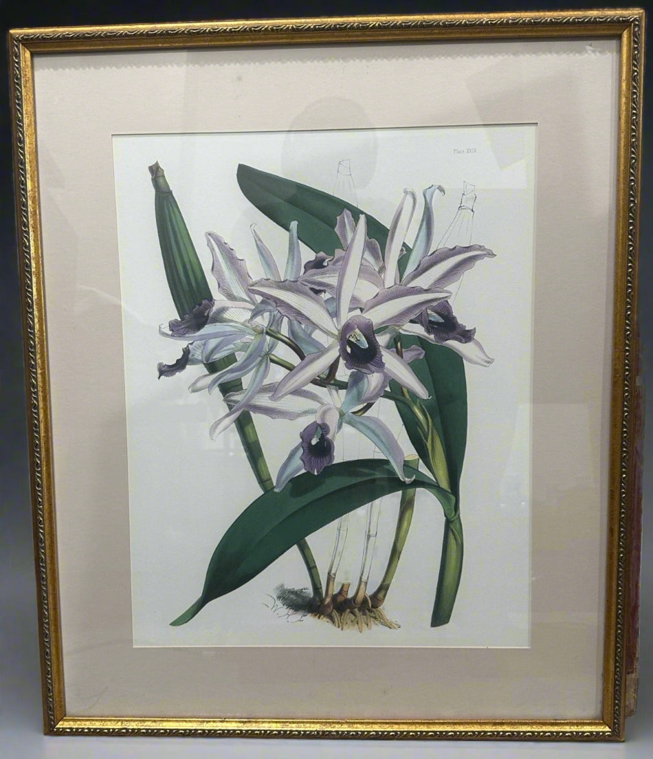 Vintage Botanical Orchid Print