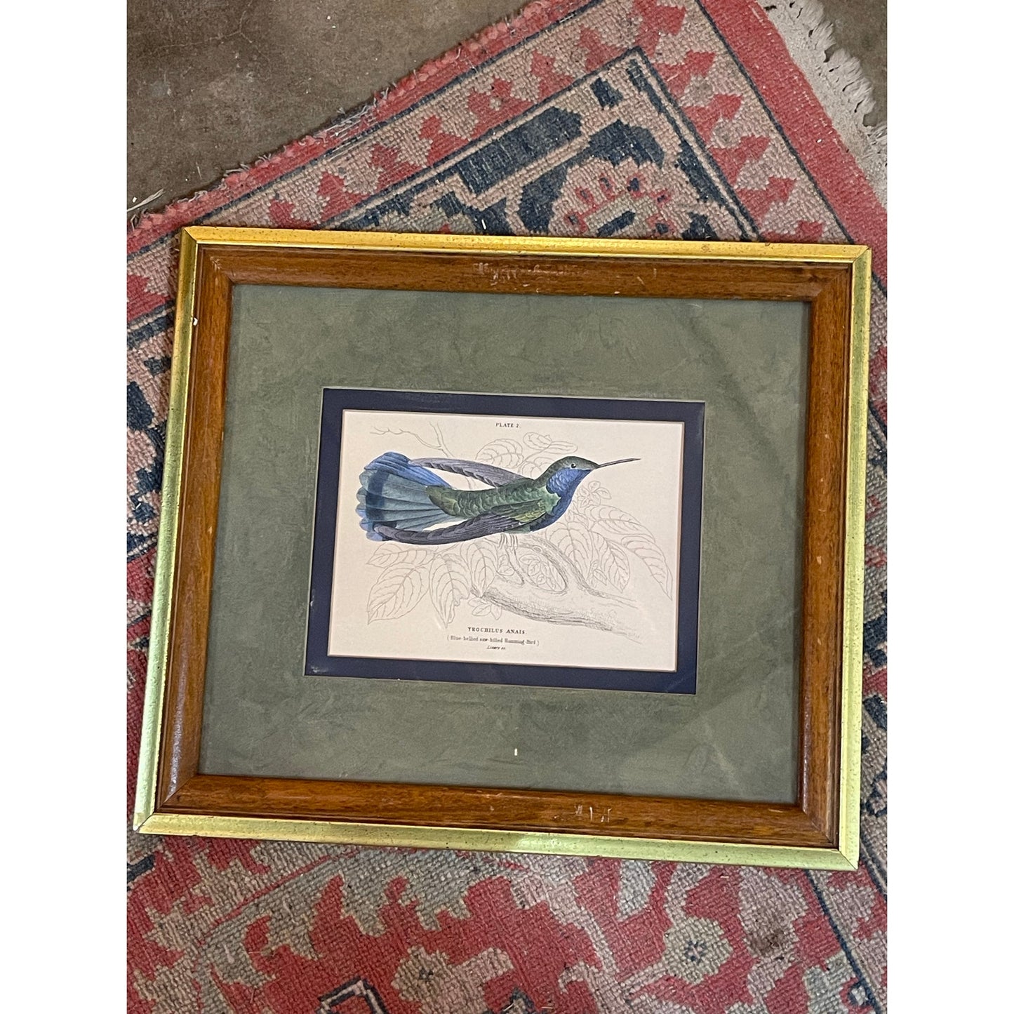 Antique 1800's The Naturalist's LIbrary Hummingbird Hand-Colored Engraving Framed