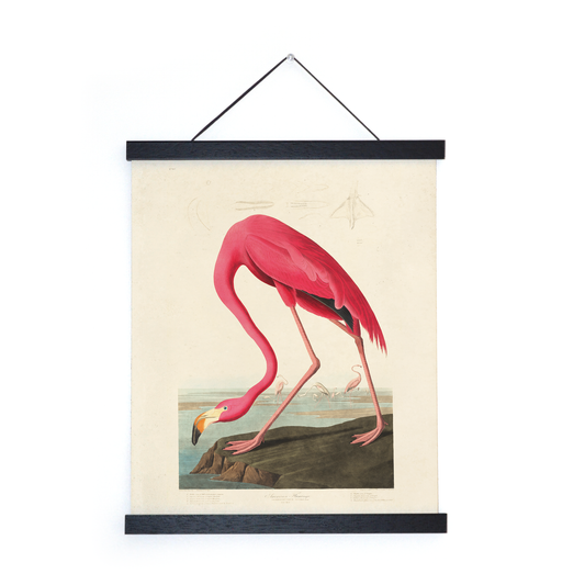 Vtg Audubon Flamingo Bird Print