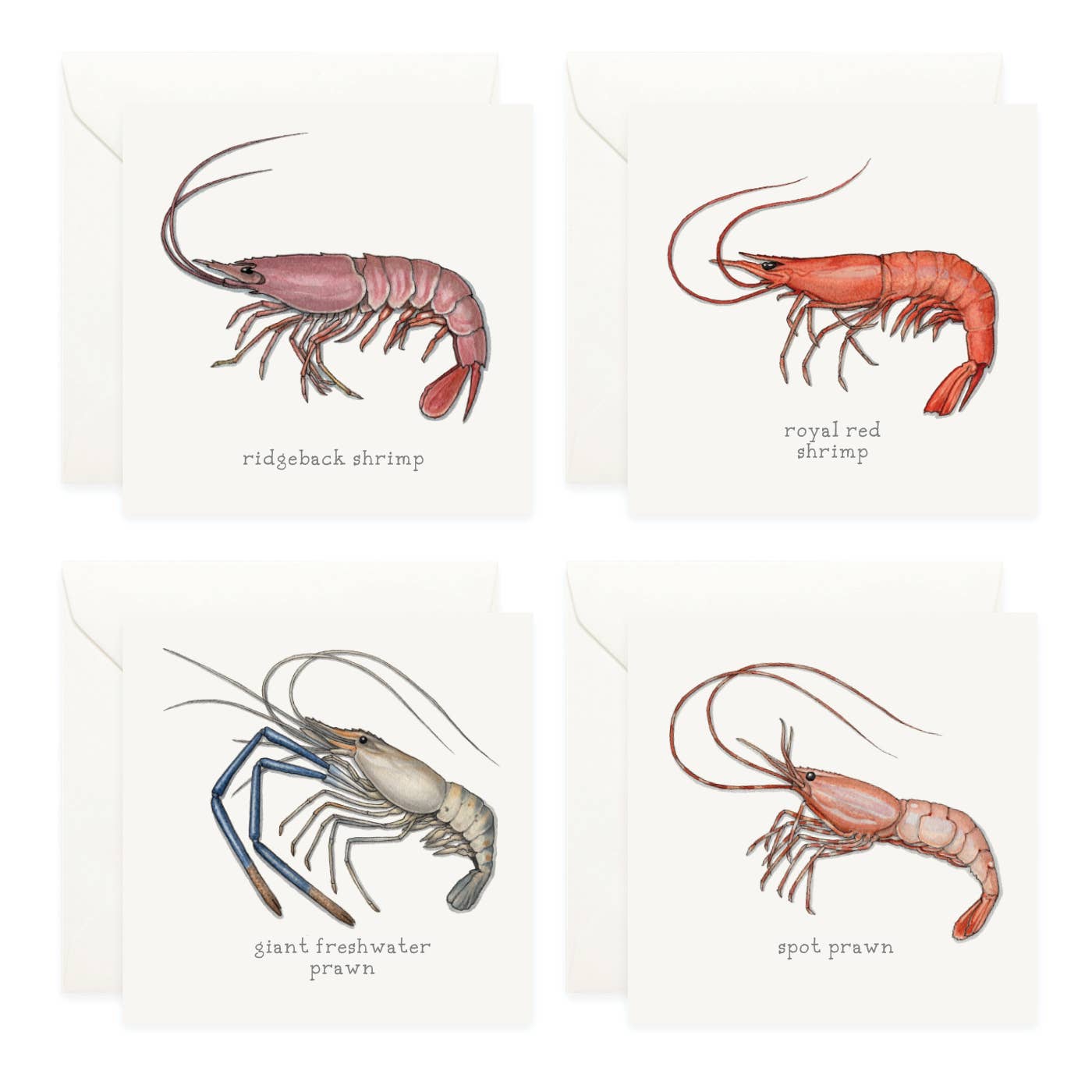 Mini Cards Set / Shrimp & Prawns