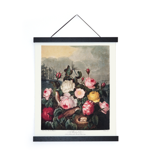 Vtg Botanical Garden Roses Print