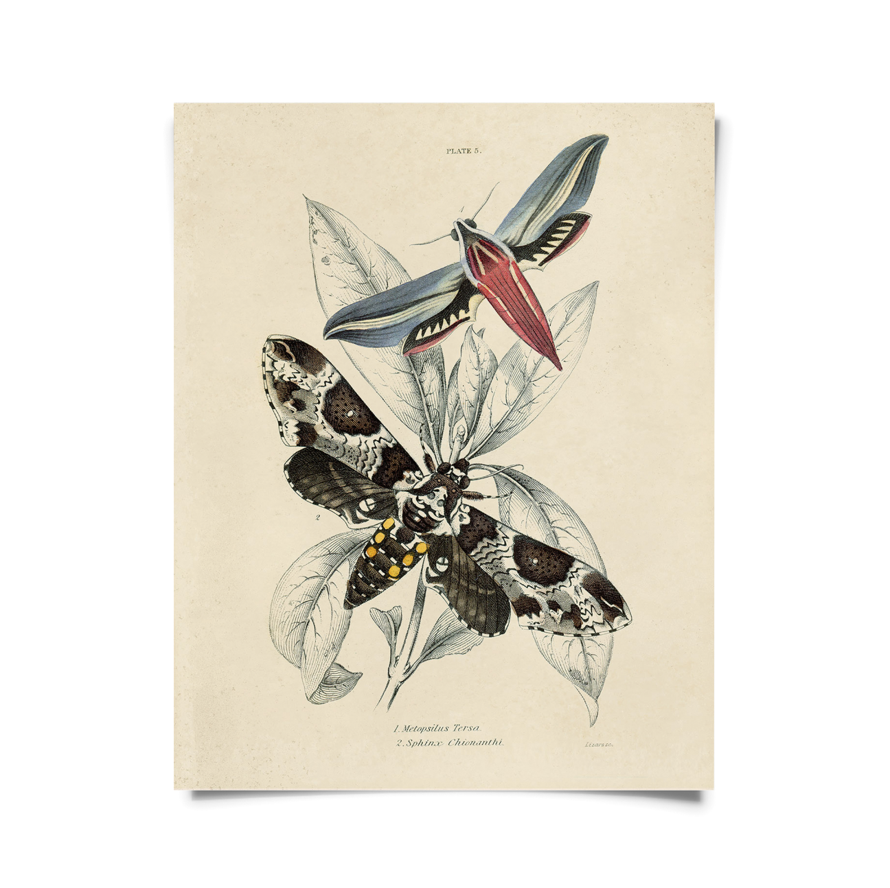 Prints
