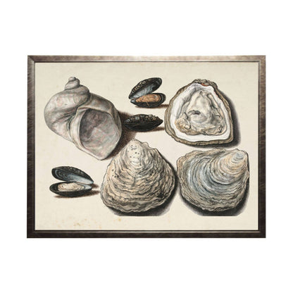 Vintage Oyster shell B on a distressed background