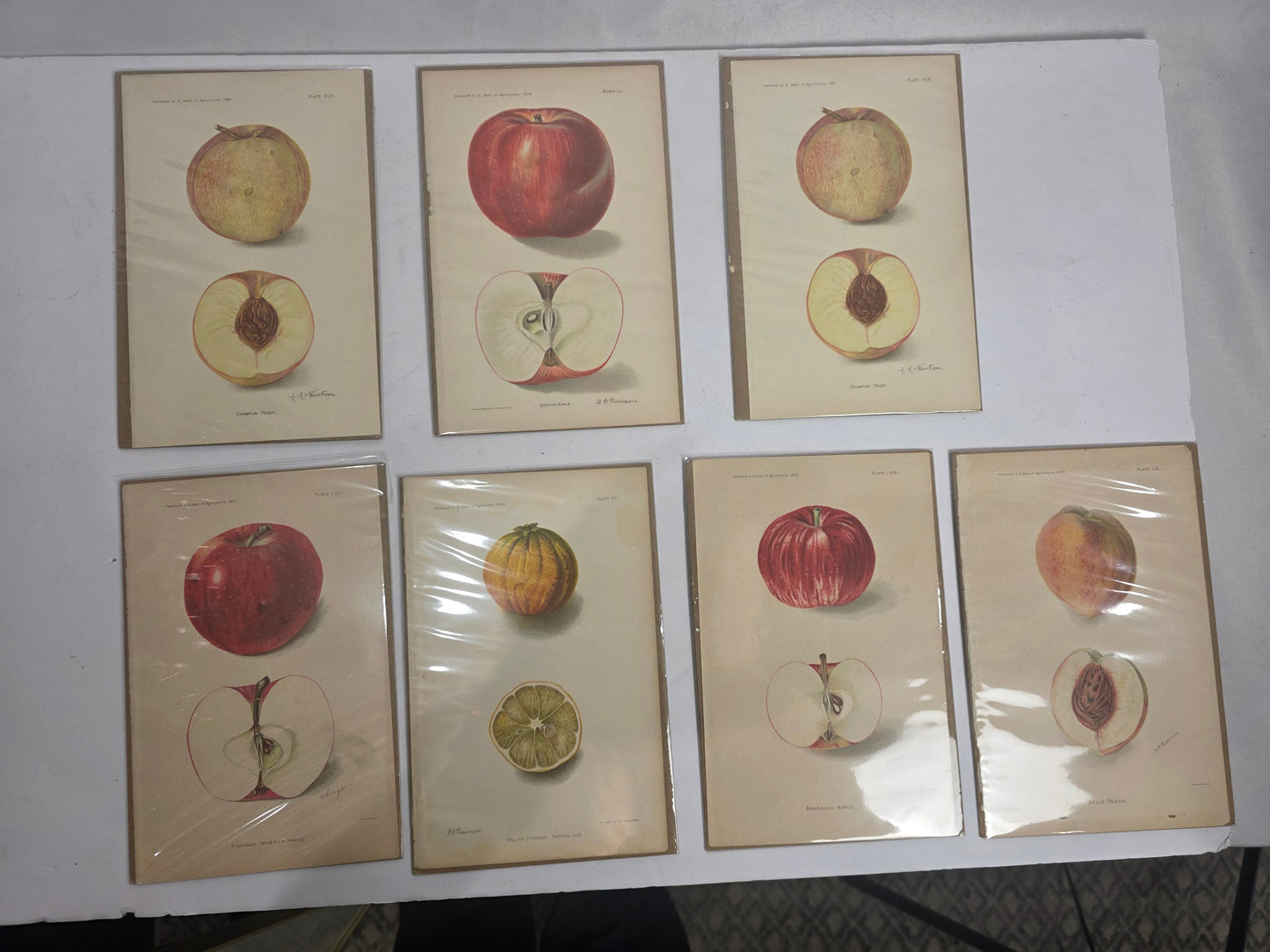 Vtg. Fruit Book Plate Print