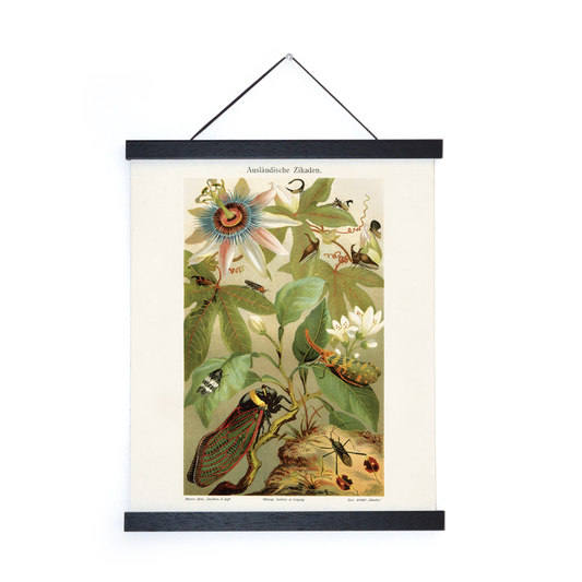 Cicadas and Passion Flower Print