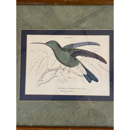 Antique 1800's The Naturalist's LIbrary Hummingbird Hand-Colored Engraving Framed