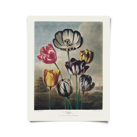 Vtg Botanical Tulips Flower Print