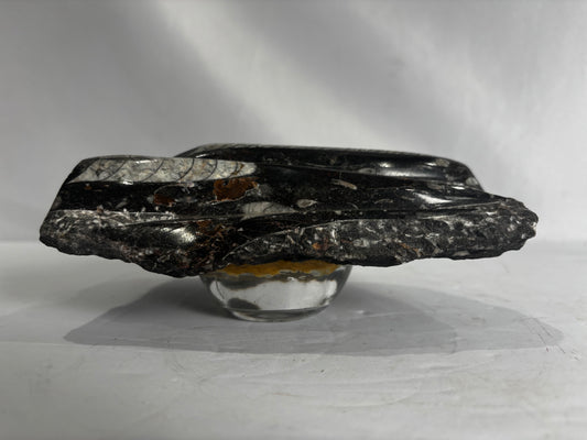 Polished Orthoceras Fossil Cluster Plate | Natural Black Limestone Matrix & Stand Base CSHW