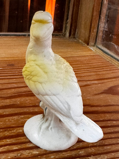 Arnart Cockatoo CSBH