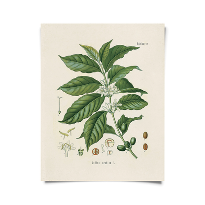 Vintage Botanical Coffee Plant Print w/ optional frame