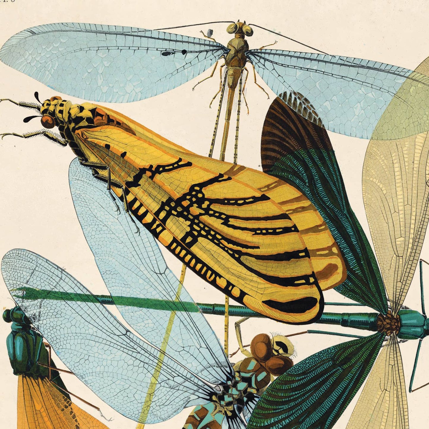 Seguy Dragonfly Damselfly Print
