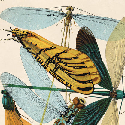 Seguy Dragonfly Damselfly Print