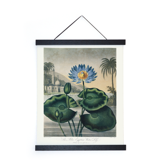 Vtg Botanical Egyptian Water-Lily Print