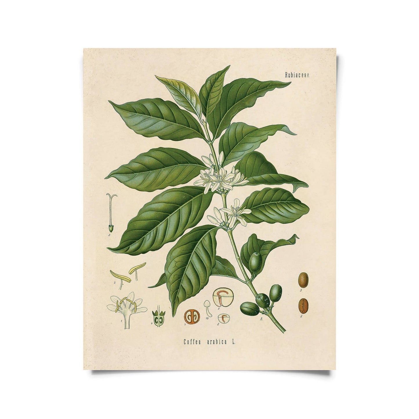 Vintage Botanical Coffee Plant Print w/ optional frame