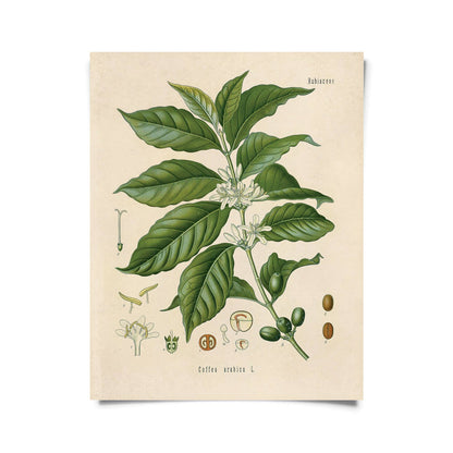 Vintage Botanical Coffee Plant Print w/ optional frame