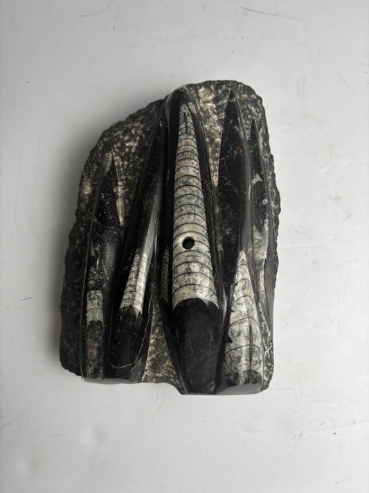 Polished Orthoceras Fossil Cluster Plate | Natural Black Limestone Matrix & Stand Base CSHW