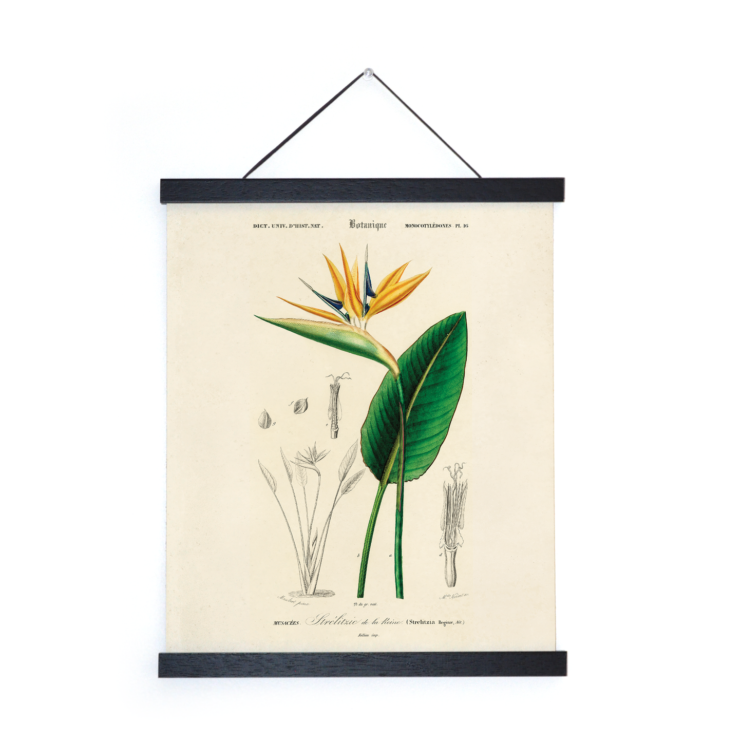 Vintage Botanical Birds of Paradise Print w/ optional frame: 11x14 / Print Only