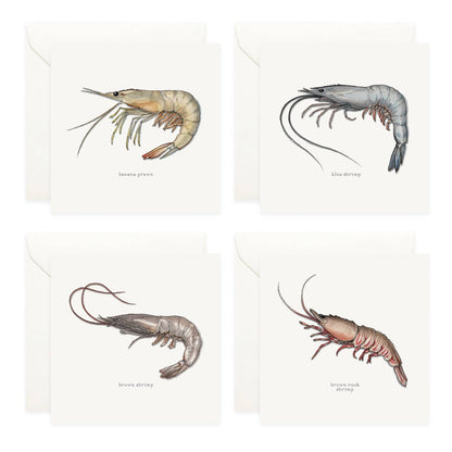 Box Set Cards / Shrimp & Prawns