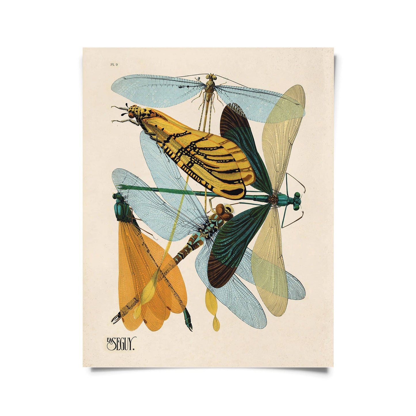 Seguy Dragonfly Damselfly Print