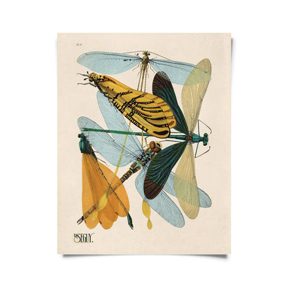 Seguy Dragonfly Damselfly Print