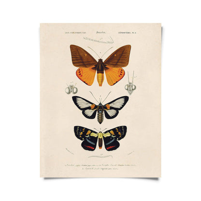Vintage d'Orbigny Moth Insect Print