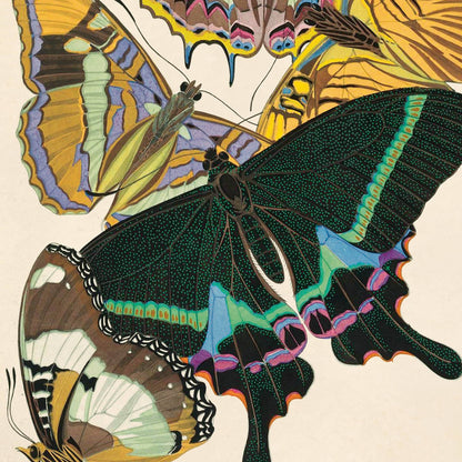 Vintage Seguy Butterfly 8 Print