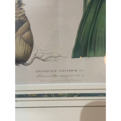 Antique John Edwards Original hand colored Lithograph flower botanical art