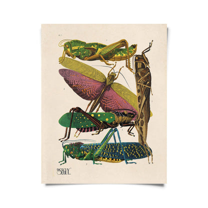 Vintige Seguy Grasshopper Insect Print