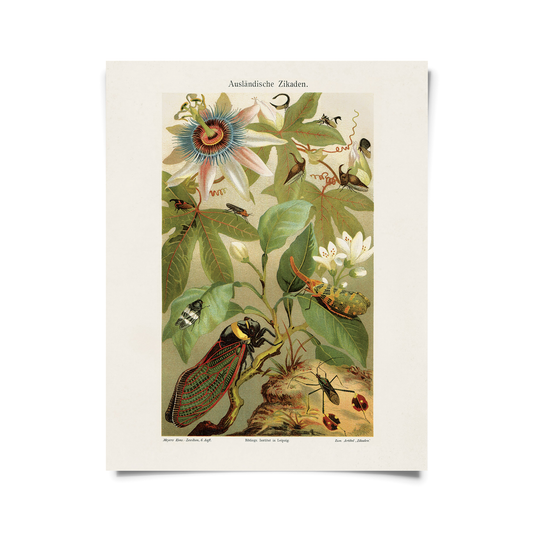Cicadas and Passion Flower Print