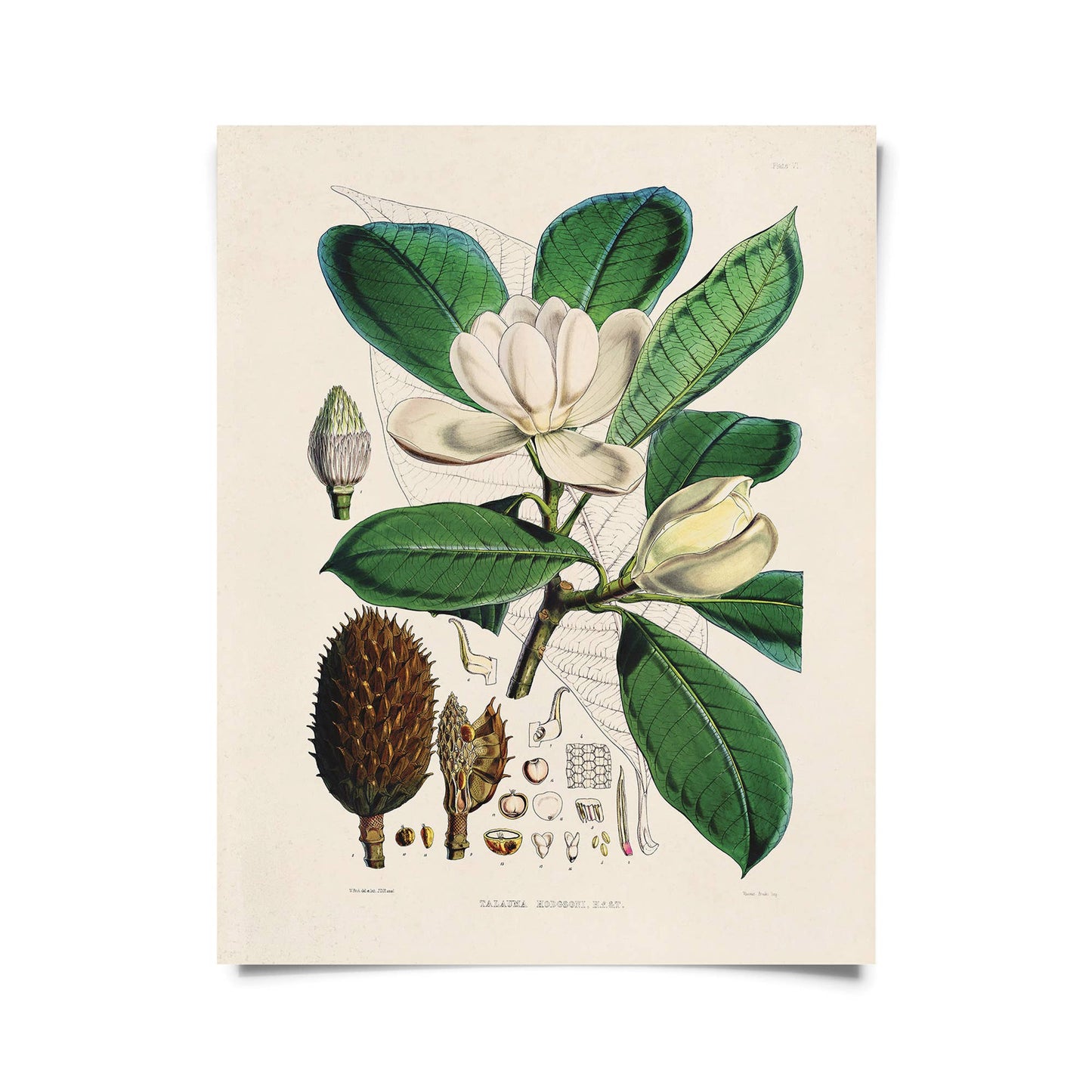 Vintage Botanical Magnolia Flower Print w/ optional frame: 11x14 / Print Only