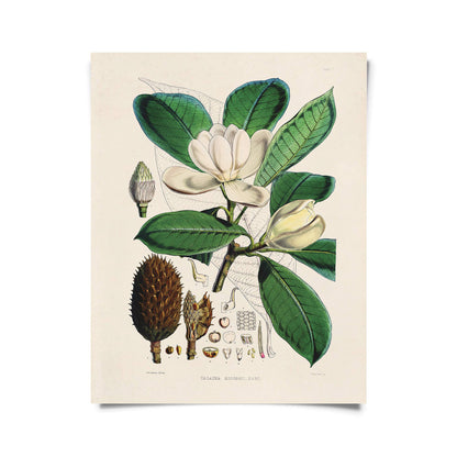 Vintage Botanical Magnolia Flower Print w/ optional frame: 11x14 / Print Only
