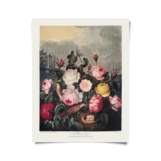 Vtg Botanical Garden Roses Print