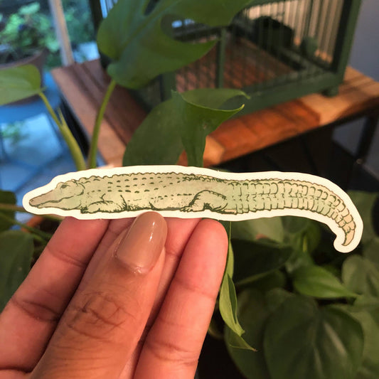 Lazy Alligator Vinyl Sticker