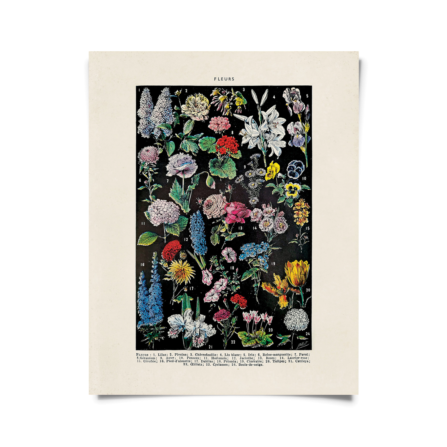 Vintage Botanical Fleurs 2 Flower Print w/ optional frame